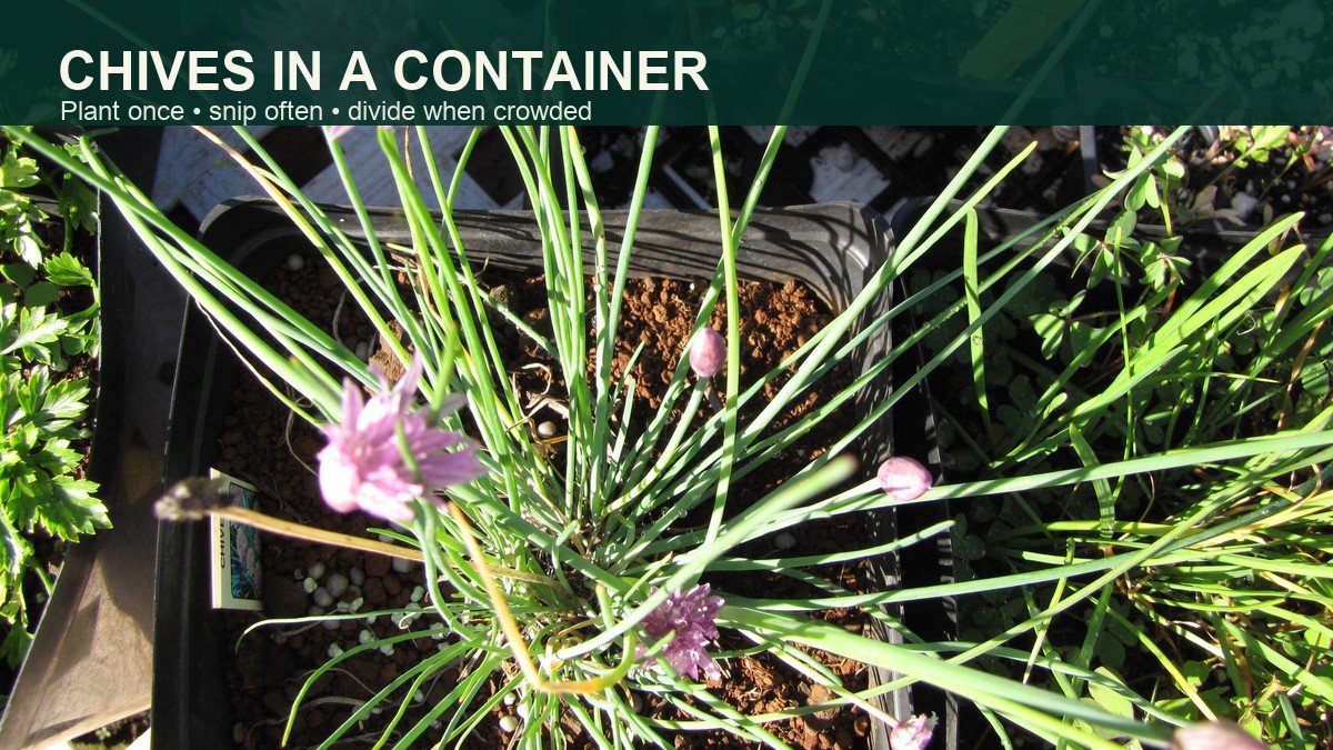 Real flowering chives growing in a container