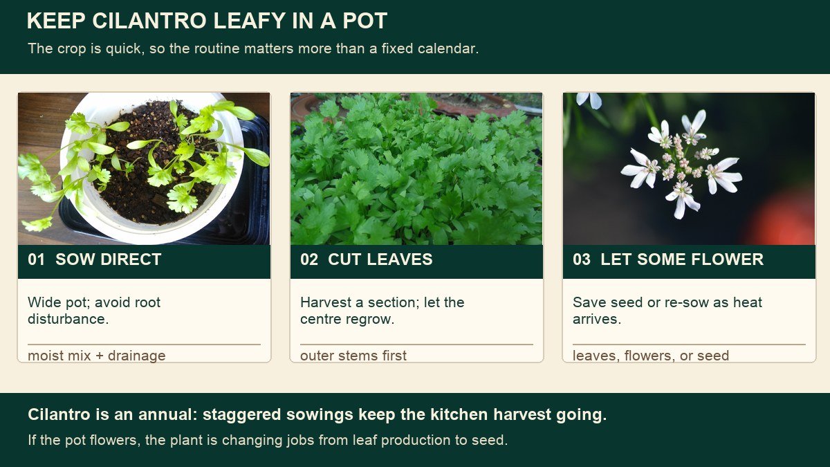 Three real cilantro photographs showing direct sowing in a pot, leafy harvest, and flowers for seed