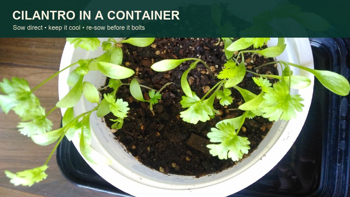 Real cilantro seedlings growing in a white container