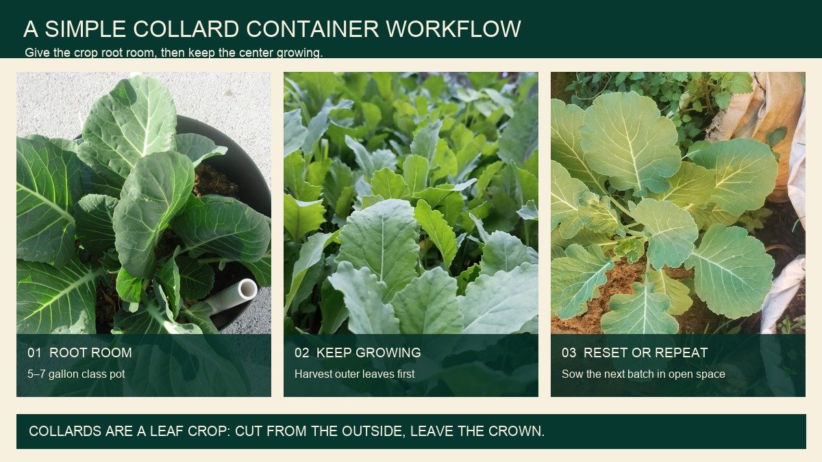 Plant-action visual showing container-grown collards with root room, outer-leaf harvest, and a new batch in grow bags