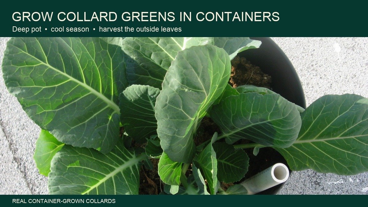 Real collard greens growing in a black container with broad leaves spreading from the center
