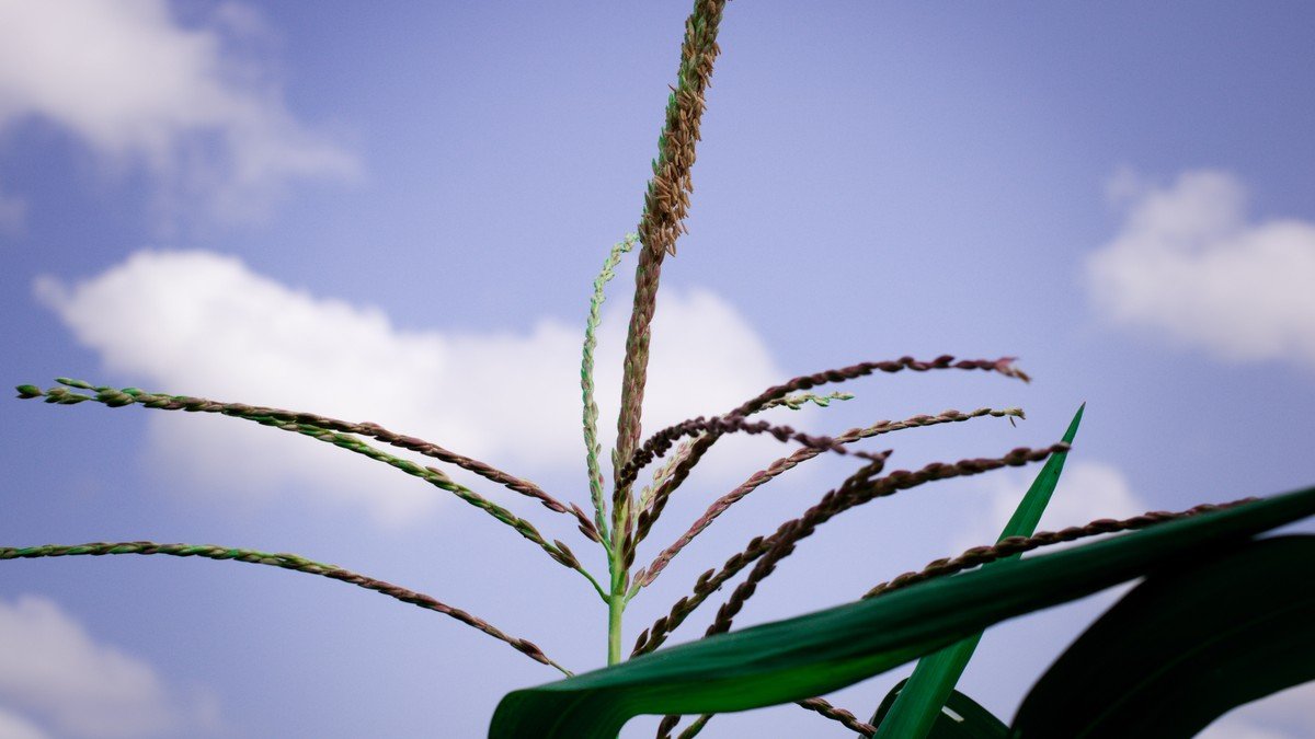 Real corn tassels releasing pollen above the leaves