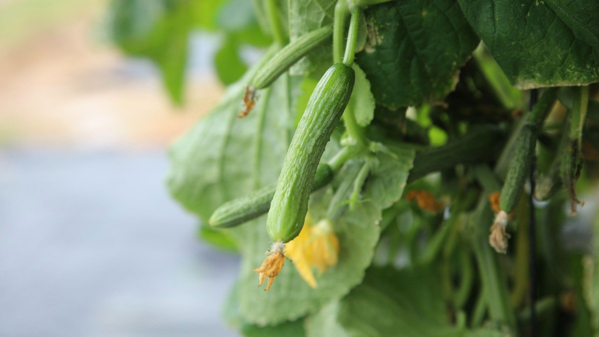 Real young cucumbers growing on a vine with leaves and yellow flowers