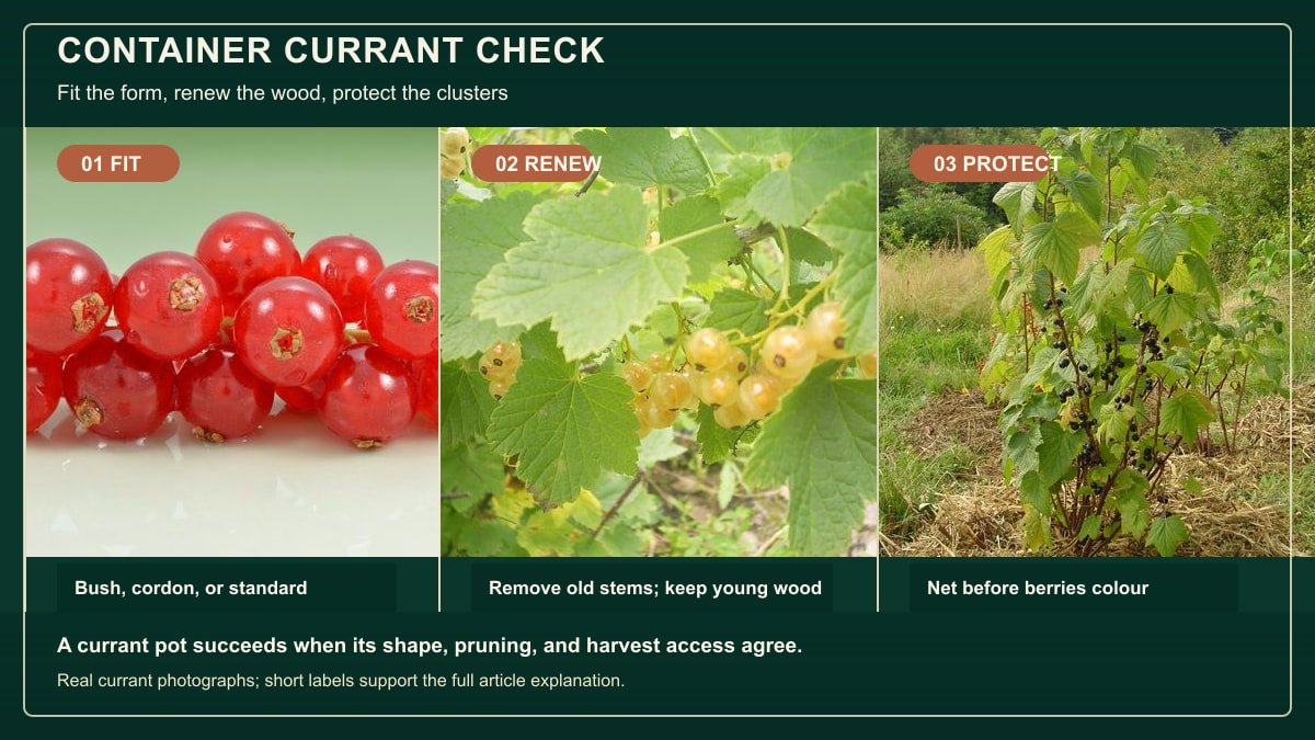 Three real currant photographs showing ripe fruit, leafy clusters, and a blackcurrant bush for container decisions