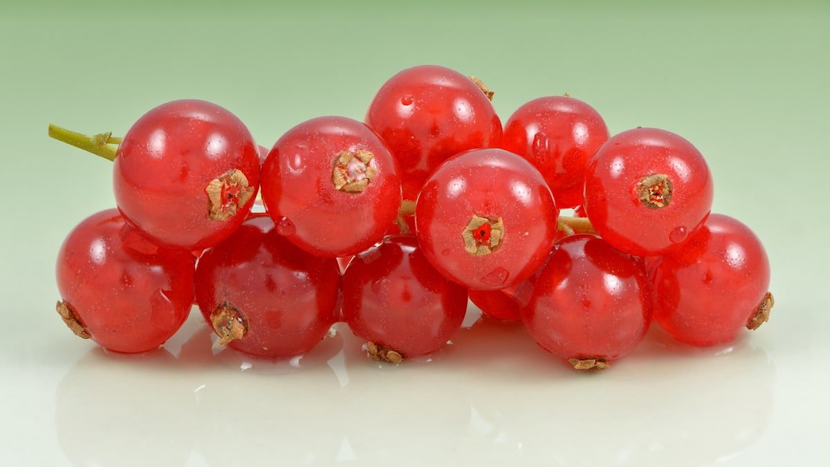 Real redcurrant cluster showing the ripe fruit used to illustrate container currant harvest