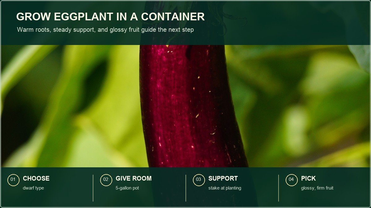 Real eggplant fruit and stem with four short action labels for choosing a dwarf variety, giving the plant root room, supporting the stem, and picking glossy fruit