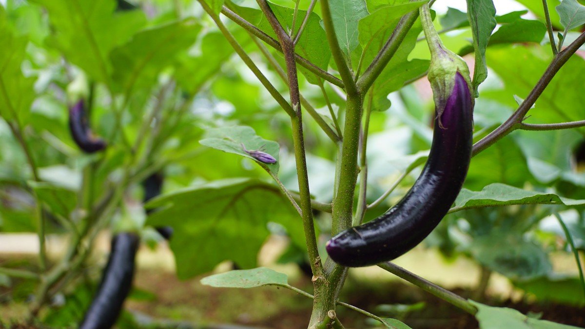 Real eggplant plant with ripe purple fruit and green leaves