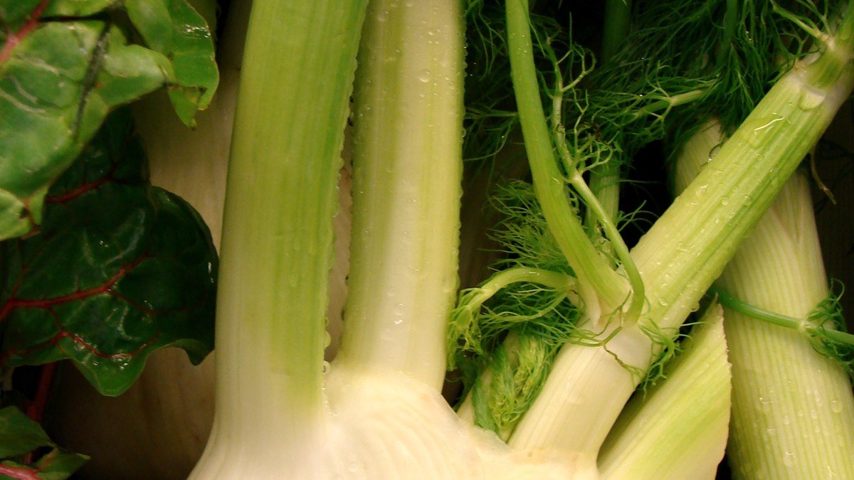 Real Florence fennel bulbs with pale swollen bases and fine green fronds