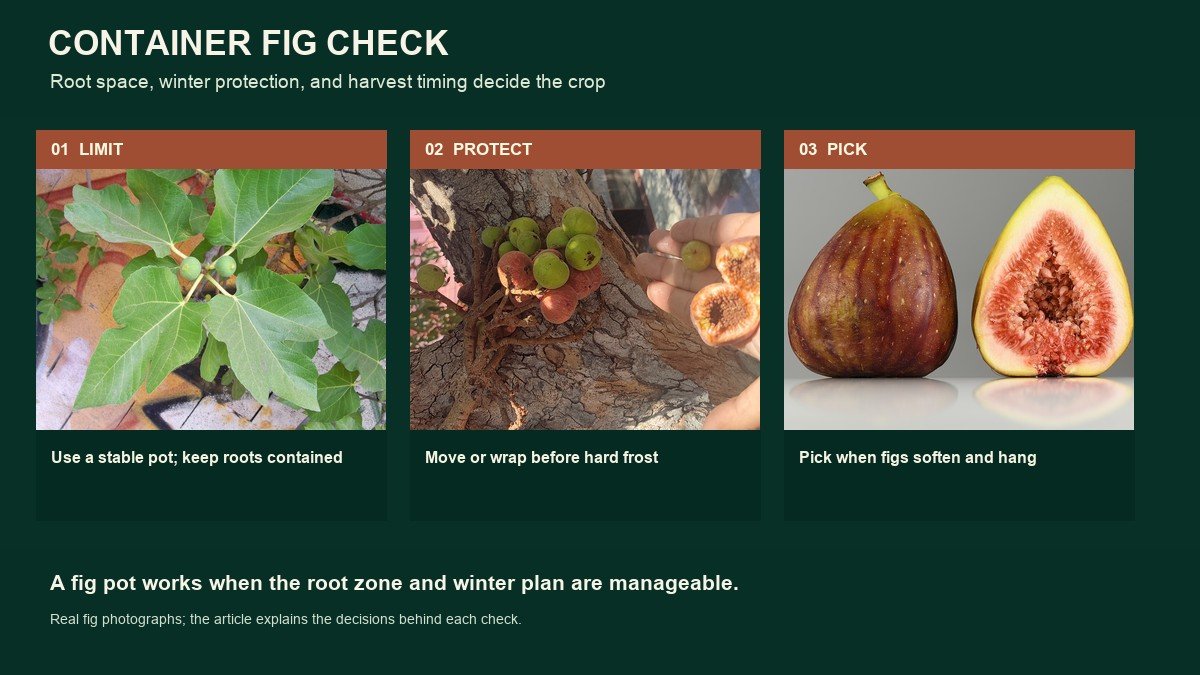 Three real fig photographs showing a leafy fig with young fruit, a fruiting branch, and ripe fig harvest cues for container decisions
