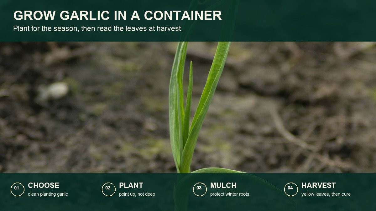 Real young garlic plant with four short action labels for choosing planting garlic, planting point up, protecting winter roots, and harvesting when leaves yellow