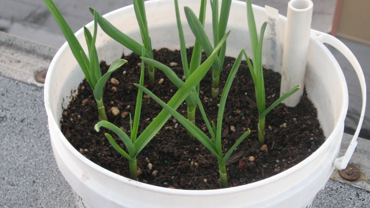 Real garlic plants growing in a white container with a water reservoir