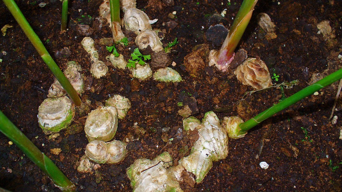 Real ginger rhizomes growing at the base of leafy stems in dark soil