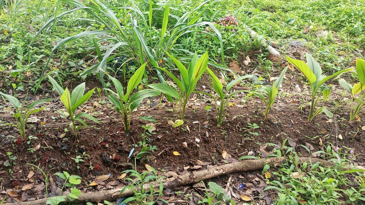 Real ginger plants growing in a cultivated bed with upright leafy stems