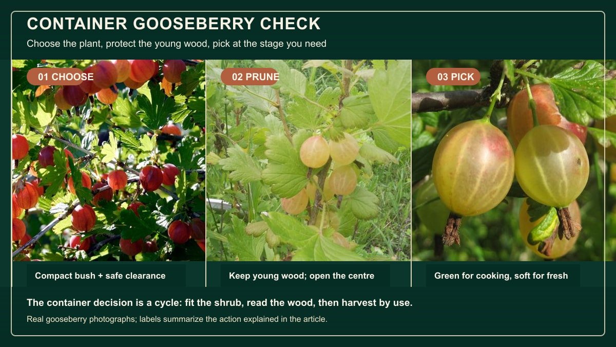 Three real gooseberry photographs showing a fruiting bush, fruiting wood, and berries at different harvest stages