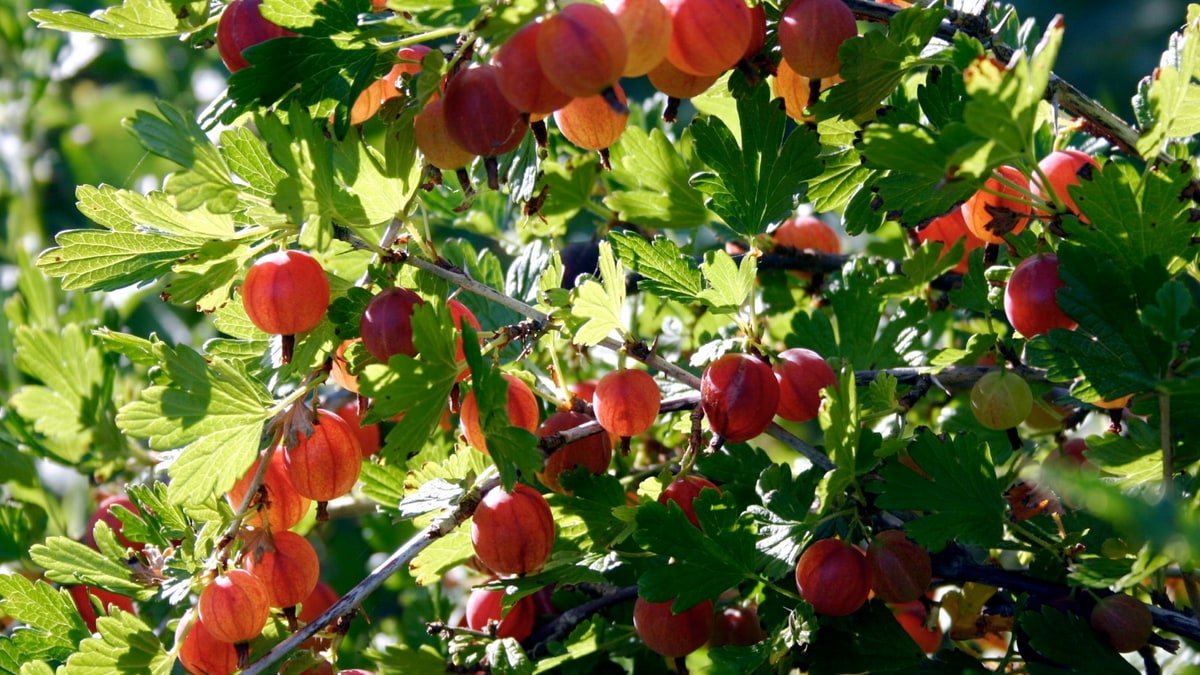 Real gooseberry bush carrying red and orange fruit among lobed green leaves