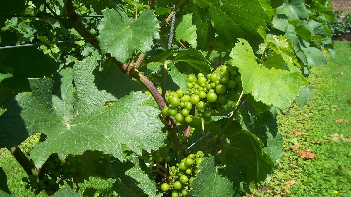 Real green grape cluster ripening on a vine among grape leaves and stems