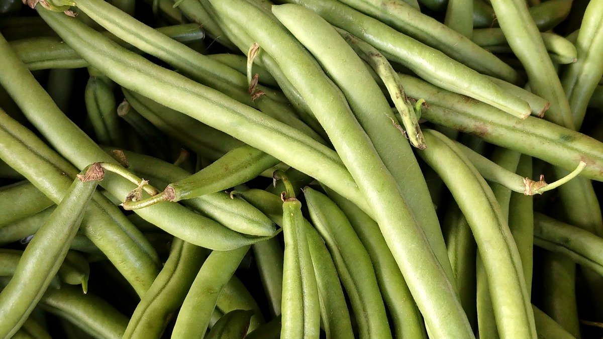 Real harvested green bean pods with fresh green color