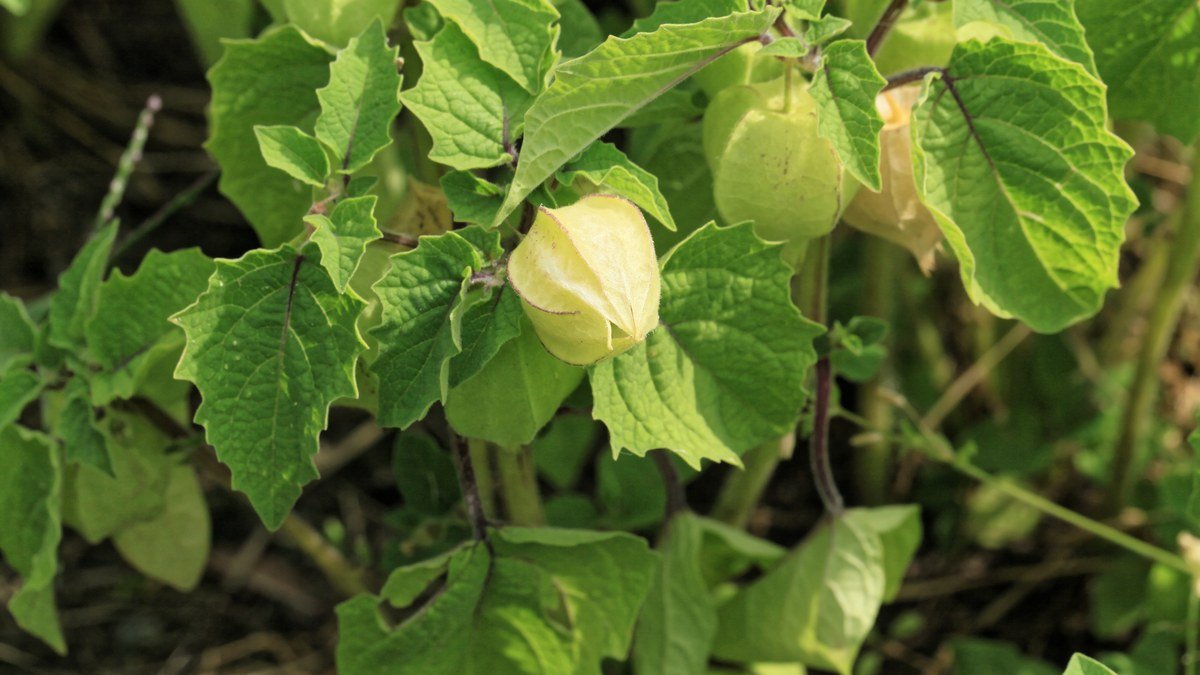 Real Physalis pruinosa fruit developing inside papery green husks