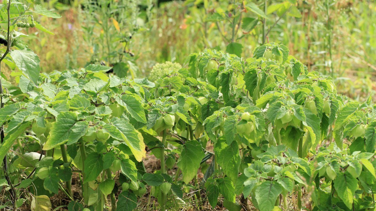 Real ground cherry plants with leafy branches and papery husks around developing fruit