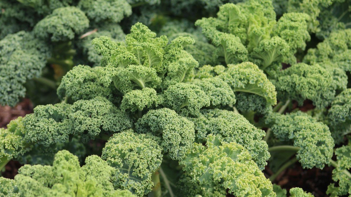 Real curly kale growing as dense leafy greens
