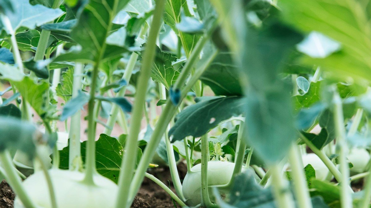 Real kohlrabi plants with swollen pale green stems growing in garden soil
