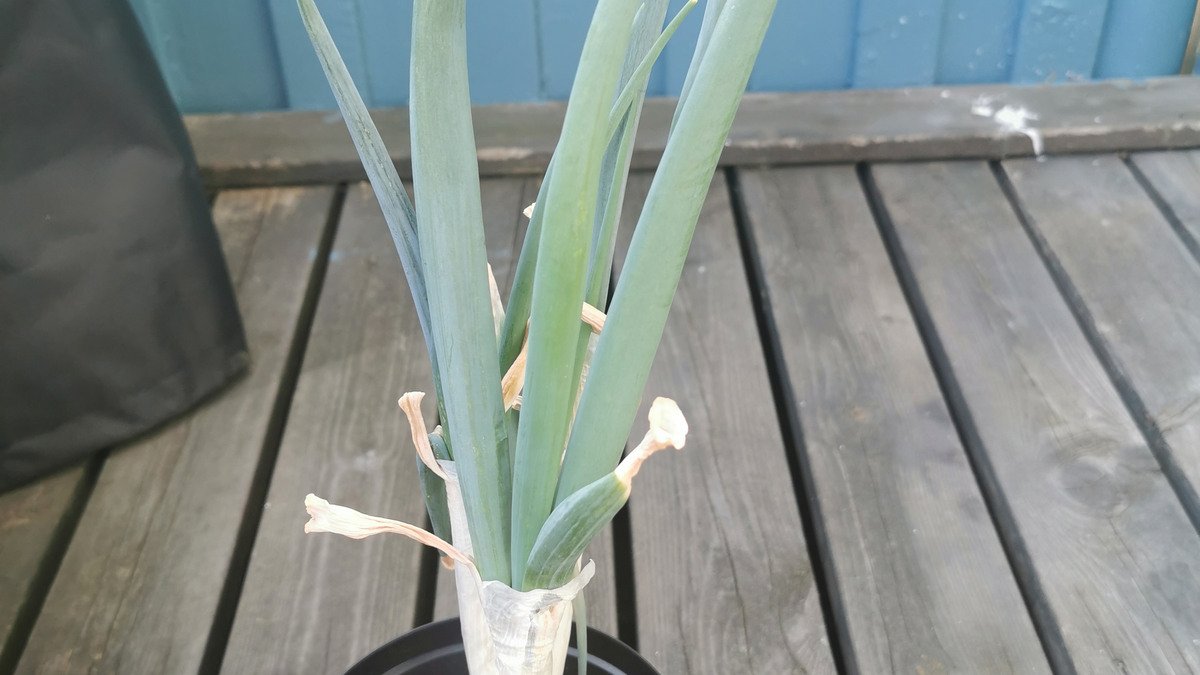 Real leeks growing in a black container on a wooden deck