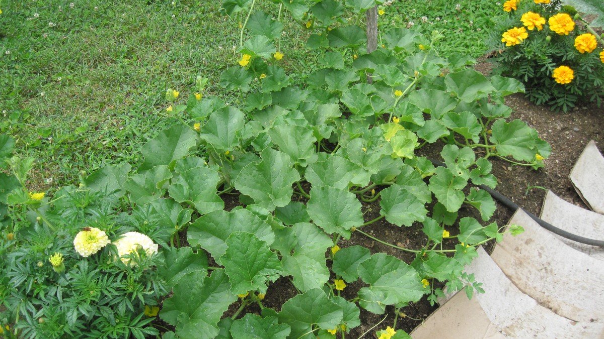 Real cantaloupe vines growing across a sunny garden with yellow flowers and climbing support