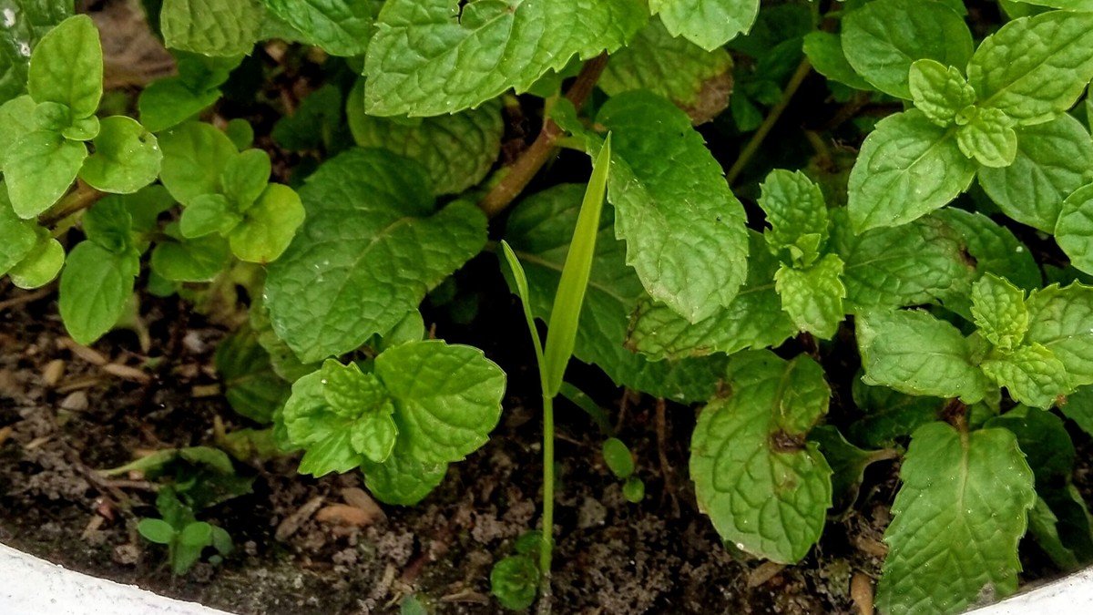 Real mint leaves growing densely in a white container