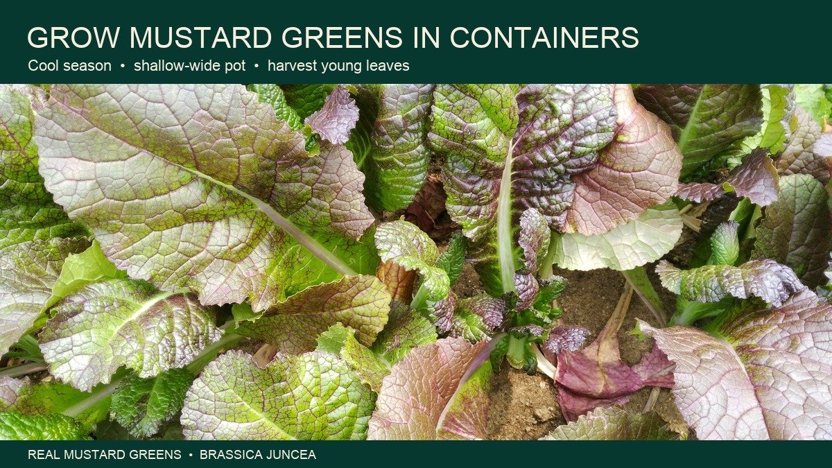 Real red and green mustard greens growing as a dense leafy crop