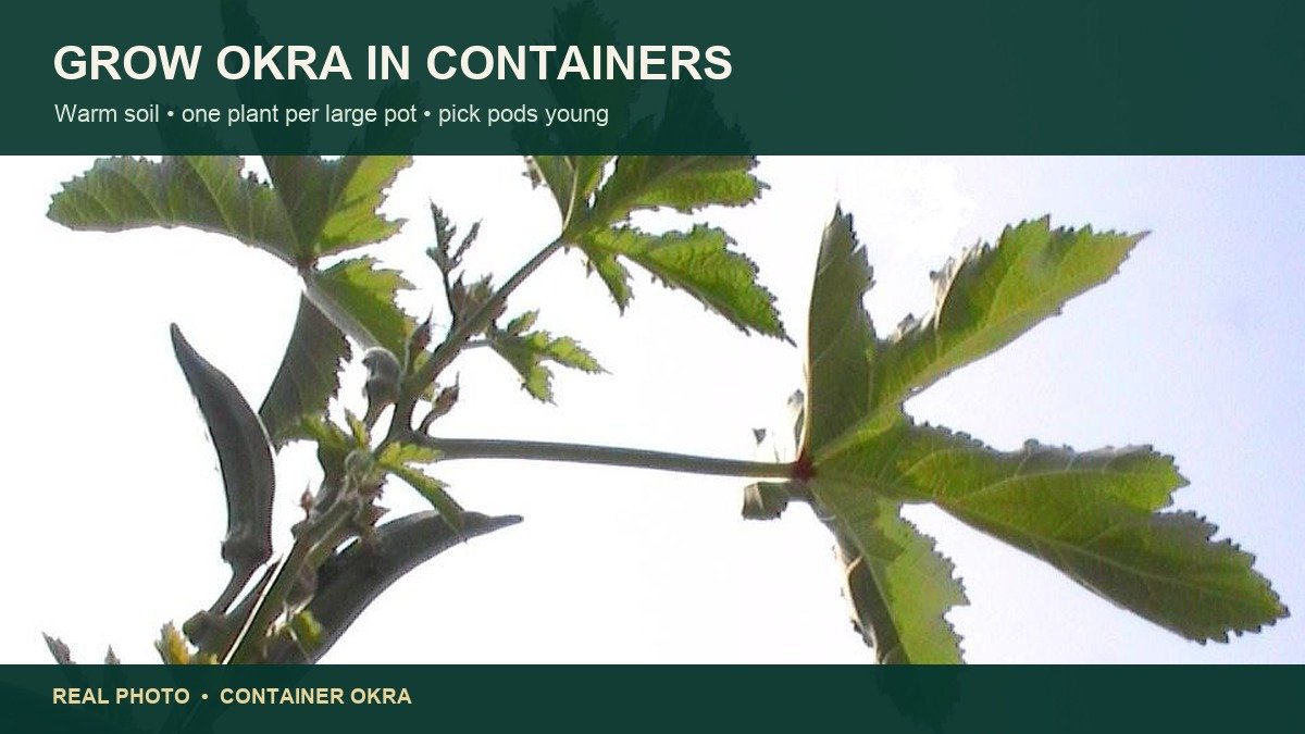 Real okra plant growing in a pot with leaves and developing buds