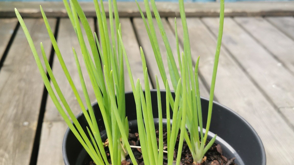 Real green onions growing in a black container on a wooden deck