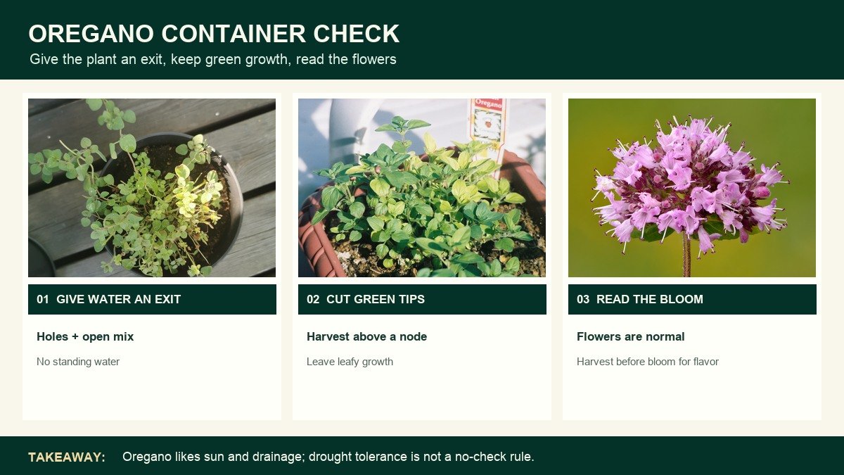 Three real oregano photographs showing a potted plant, green leafy shoots for harvest, and oregano flowers