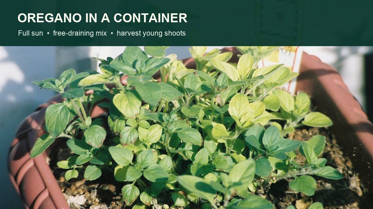 Real oregano growing densely in a terracotta container