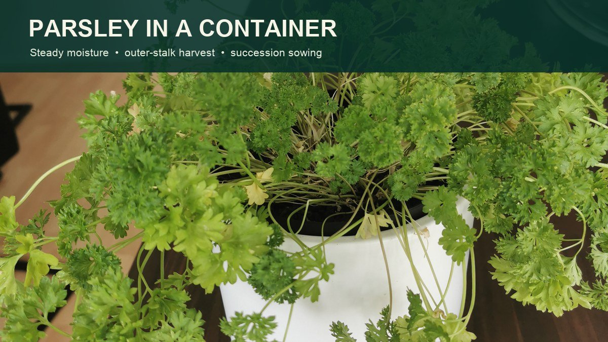 Real curly parsley growing in a container indoors