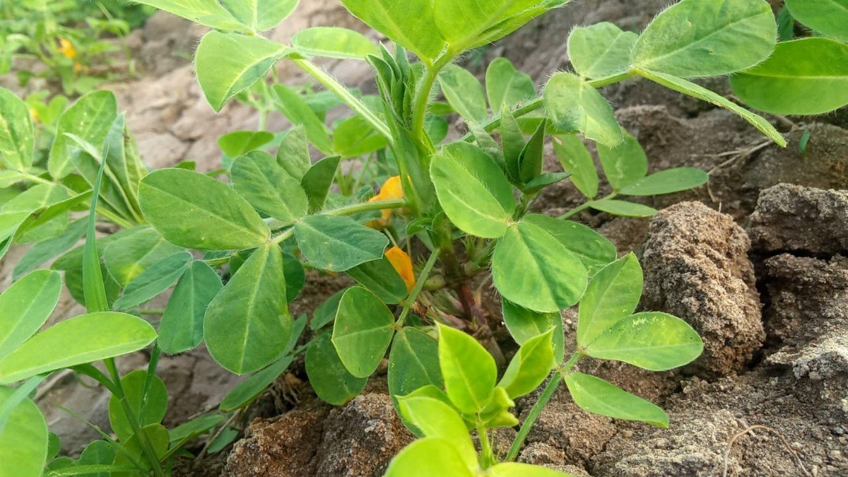 Real peanut plant with green leaves and small yellow flowers