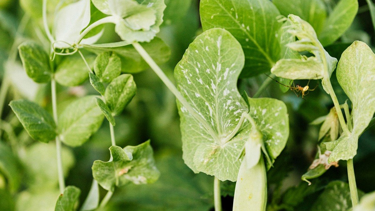 Real green pea vines with leaves, tendrils, and hanging pods