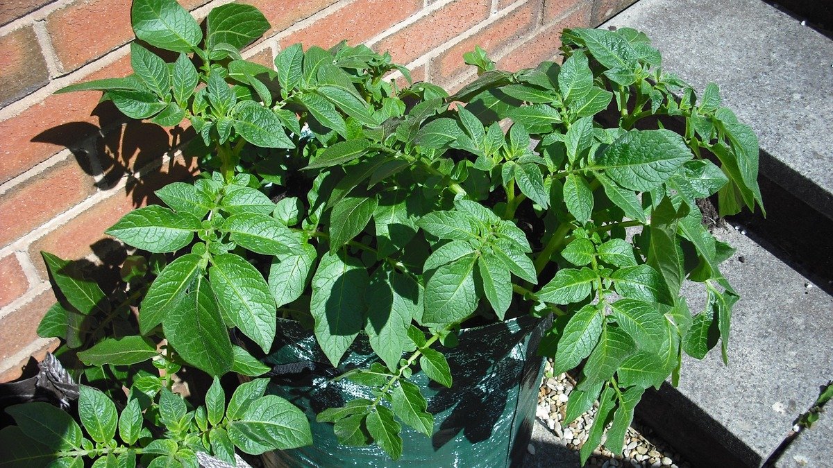 Real potato plants growing in a tall fabric grow bag