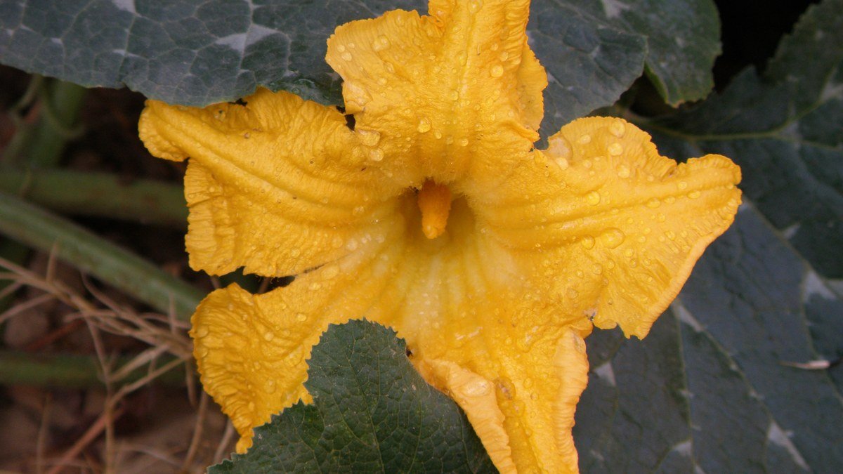 Real pumpkin flower open on a vine with leaves behind it