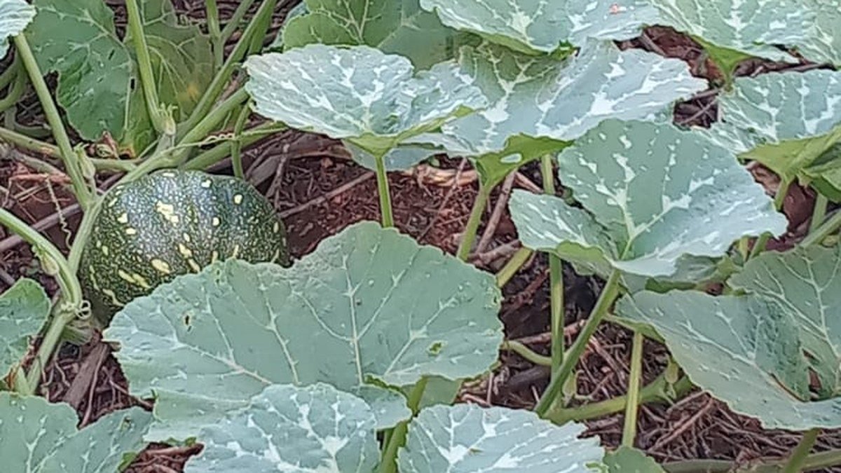 Real pumpkin plant with broad leaves, vine, flower, and a developing green fruit