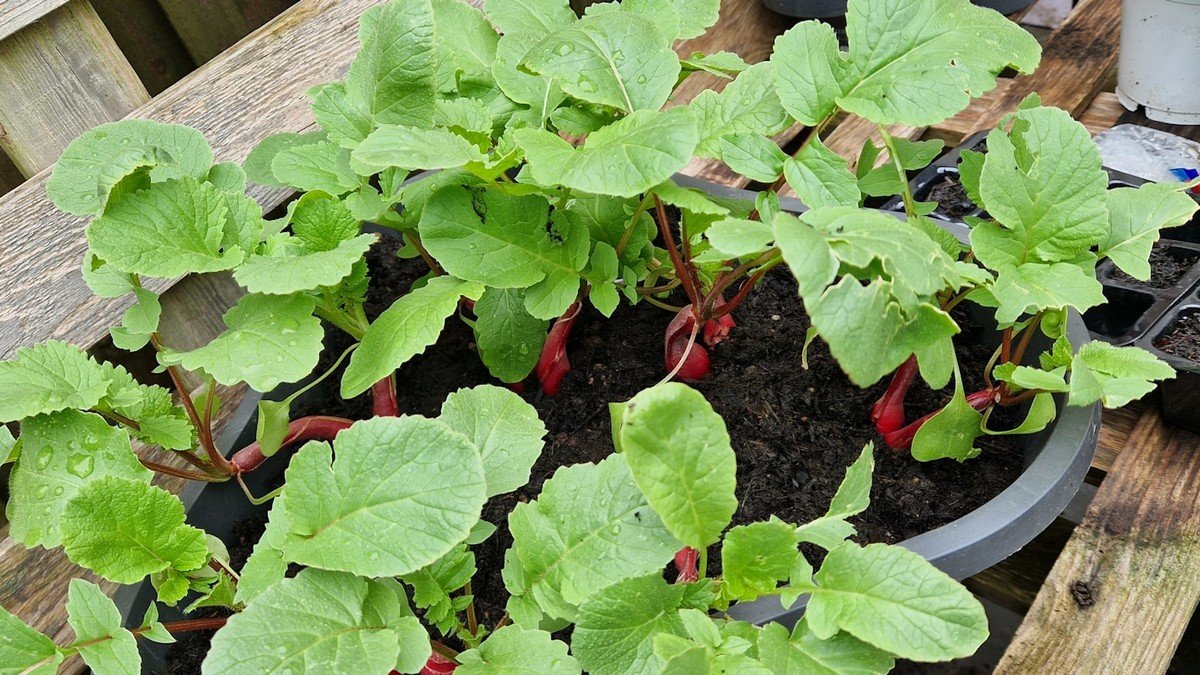 Real red radishes growing in a black container on a wooden garden bench