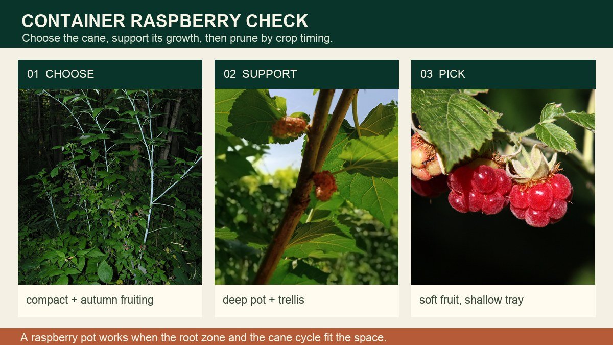 Real raspberry canes, fruiting cane, and ripe raspberry shown as three growing actions