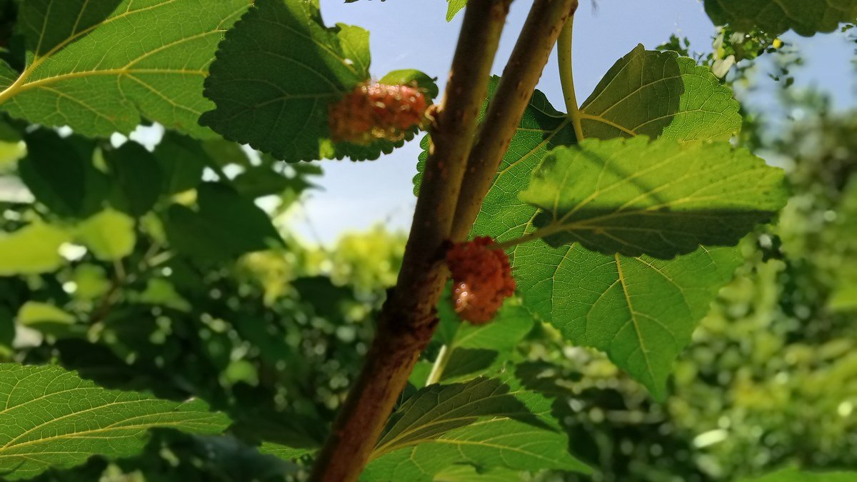 Real raspberry canes carrying developing red fruit among green leaves