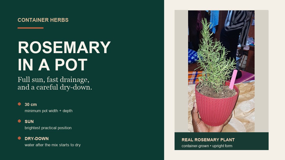 Real rosemary plant growing in a red container with upright woody stems and narrow green leaves