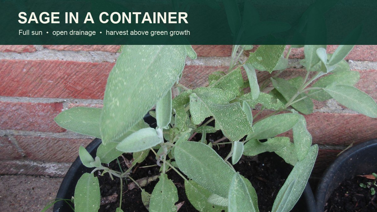 Real culinary sage growing in a container