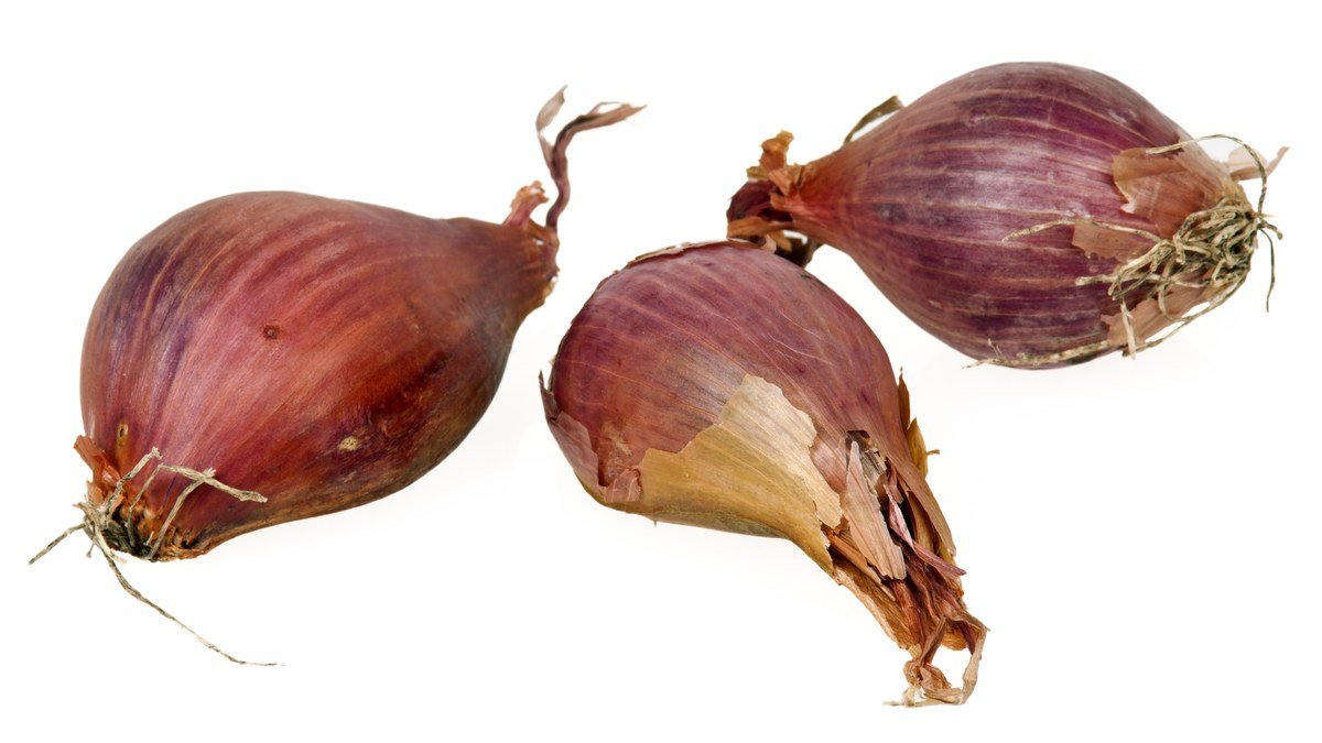 Real harvested shallot bulbs with dry papery skins ready for curing or storage