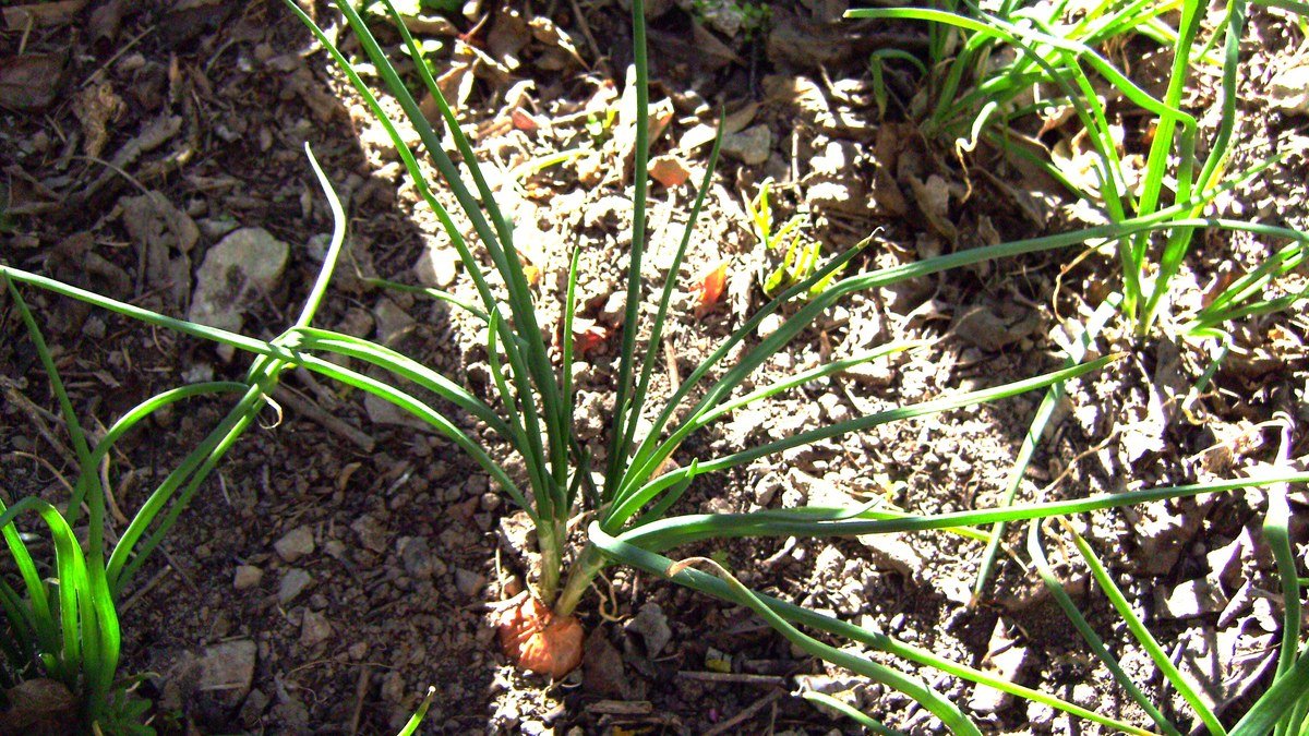 Real shallot plant with narrow green leaves and a bulb forming at the soil surface