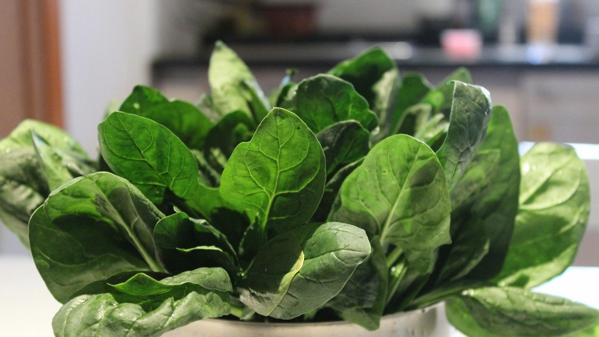 Real spinach growing as a leafy rosette in a container