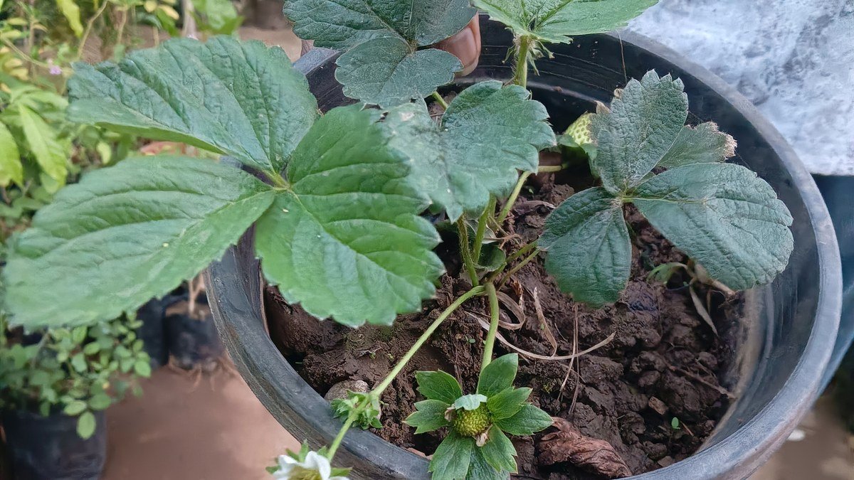 Real strawberry plant growing in a pot with flowers and unripe fruit
