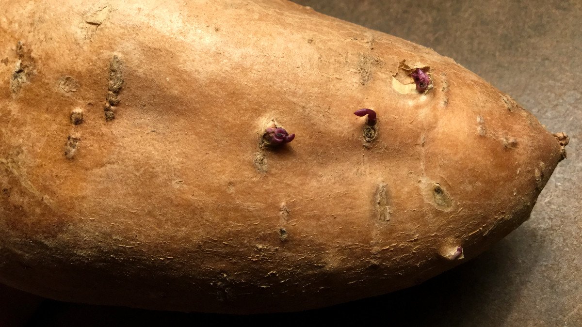 Real sweet potato root with new shoots emerging before planting