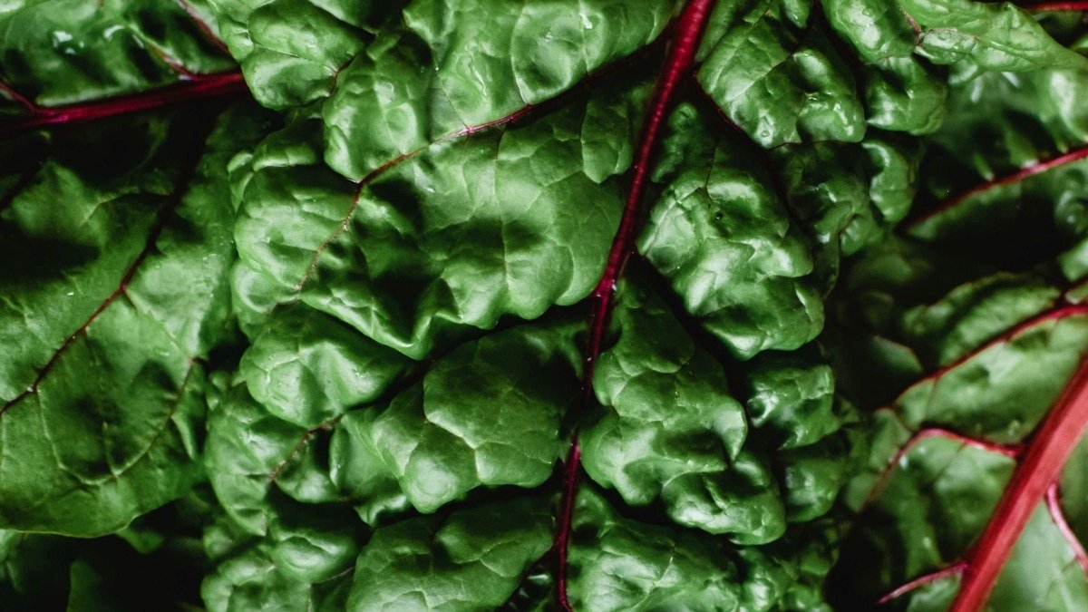 Real Swiss chard leaves with red stems and green foliage